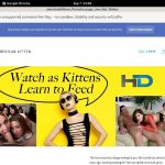 Epoch Americankittens